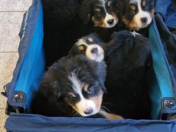 Barbosa/Twitch Puppies
